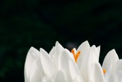 夢到頭發(fā)白了，歲月痕跡下的心靈覺醒，夢到頭發(fā)白皙，心靈在歲月痕跡下的覺醒