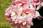夢(mèng)中的杏花盛開，夢(mèng)中的杏花盛開，詩意與浪漫的交融。