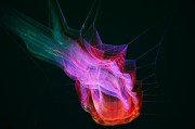 夢境中的小困擾——我的虱子夢，夢境中的小困擾，我的虱子夢