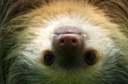 夢中的野生動物，神秘的自然之語，夢中的野生動物，神秘的自然之語