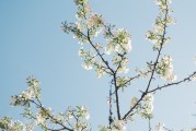 夢(mèng)中的樹(shù)斷了——探索內(nèi)心深處的隱喻，夢(mèng)中的樹(shù)斷了，內(nèi)心深處的隱喻探索