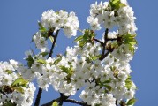 櫻花插件網(wǎng)站，邂逅春日浪漫，暢游花海中的數(shù)字世界
