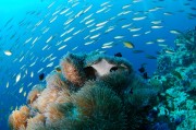 美國OTC市場迪克希盤中異動(dòng) 大幅跳水5.06%報(bào)0.646美元