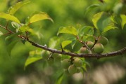 夢(mèng)到幼鳥，生命的希望與成長(zhǎng)的力量，夢(mèng)到幼鳥，生命的希望與成長(zhǎng)的力量