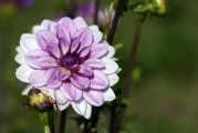夢(mèng)到鮮花盛開——生命中的美好與希望，夢(mèng)到鮮花盛開，生命中的美好與希望之象征