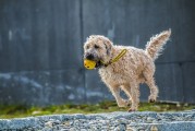 夢遨犬行——一次遛狗的夢境之旅，夢遨犬行，遛狗的夢境之旅