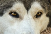Snout Game: 一款讓你體驗(yàn)捕食樂趣的免費(fèi)游戲，抓野貓，享受免費(fèi)捕食游戲的樂趣