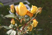 揭秘國(guó)際送花網(wǎng)站排名，為您推薦全球最優(yōu)質(zhì)的鮮花配送平臺(tái)，全球鮮花配送平臺(tái)排行榜，揭秘國(guó)際送花網(wǎng)站實(shí)力榜單