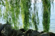 苗木網(wǎng)站排名，揭秘如何提升苗木行業(yè)網(wǎng)站的在線影響力，揭秘苗木網(wǎng)站排名提升策略，在線影響力增長(zhǎng)之道
