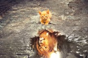 鷹舞夢間——一場與老鷹的奇幻之旅，鷹舞夢間，奇幻之旅與老鷹的邂逅
