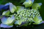 夢(mèng)中花?！粓?chǎng)鮮花的絢爛夢(mèng)境