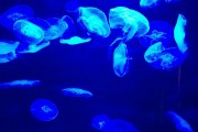 夢到彩色的魚，一場神秘而多彩的夢境之旅