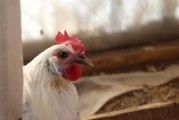夢(mèng)中的鳥蛋之謎，夢(mèng)中的鳥蛋之謎解析