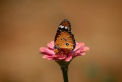 夢中遇見兔子——征兆解析與深度探討，夢中遇見兔子的征兆解析與深度探討