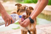 如何輕松注冊(cè)犬舍，一站式指南，輕松開啟犬舍之旅，一站式注冊(cè)指南