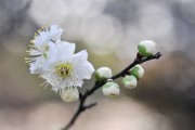 夢(mèng)中懷抱的溫柔，夢(mèng)中懷抱的溫柔，情感的溫柔之旅