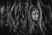 夢(mèng)中的奇妙邂逅——大熊貓的神秘之旅，大熊貓的神秘之旅，夢(mèng)中的奇妙邂逅