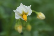 夢(mèng)中綻放的純凈之花——白花之夢(mèng)，夢(mèng)中綻放的純凈之花——白花之夢(mèng)的傳奇