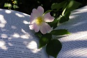 因買賣合同糾紛，高青縣永軍花卉園起訴隆華新材等