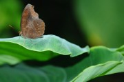 夢(mèng)到蝴蝶，解讀其背后隱藏的預(yù)兆，夢(mèng)到蝴蝶，解讀其背后的預(yù)兆與象征意義
