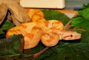 夢(mèng)到蛇，解讀其背后的征兆，夢(mèng)到蛇，解讀其背后的征兆與含義