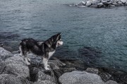 哈士奇作為一種忠誠、活潑的犬種，深受人們喜愛。作為一款專門為哈士奇設(shè)計的網(wǎng)站插件，它不僅能夠幫助用戶更方便地管理和查看哈士奇的相關(guān)信息，還能提高用戶體驗。，哈士奇插件，讓您的養(yǎng)寵生活更便捷
