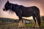 動物的游戲免費世界，10款引人入勝的動物游戲，讓它們在游戲中尋找樂趣！