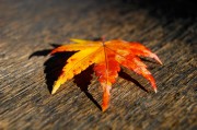 揭秘日本網(wǎng)站流量查詢網(wǎng)站，助力企業(yè)精準(zhǔn)洞察市場動態(tài)，深度解析，日本網(wǎng)站流量查詢工具，助力企業(yè)洞悉市場脈搏，深度解析，日本網(wǎng)站流量查詢工具，助企業(yè)精準(zhǔn)把握市場脈搏