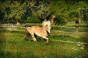 荒野之息馬匹注冊全攻略，解鎖馬匹自由馳騁的秘密，荒野之息馬匹注冊全解密，駕馭自由馳騁的駿馬之道