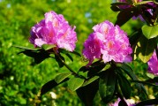 花集注冊(cè)攻略，輕松開(kāi)啟您的花藝之旅，輕松注冊(cè)花集，踏上您的花藝探索之旅