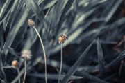夢(mèng)中蜂影，一場(chǎng)與蜜蜂的奇妙邂逅