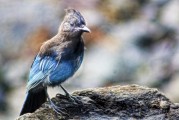 夢到野雞，預示著什么？，夢到野雞，預示與機遇的象征
