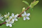 夢(mèng)中的李子樹，一段甜蜜的回憶，夢(mèng)中的李子樹，甜蜜回憶的象征