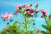 夢(mèng)中的鮮花盛開，夢(mèng)中的鮮花盛開，追尋心靈的寧靜與美好