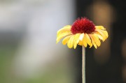 探尋自由的綠色花朵——免費(fèi)的小花仙游戲介紹，小花仙，追尋自由綠色花朵的游戲介紹
