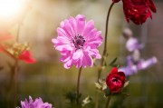 2023年度網(wǎng)上訂花網(wǎng)站排名，品味生活，從一束花開(kāi)始，2023年網(wǎng)上訂花網(wǎng)站排行，開(kāi)啟美好生活，從一束花啟程
