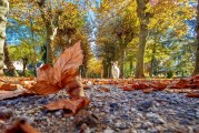 夢中的公園之旅，夢中的公園之旅，尋覓心靈的寧靜