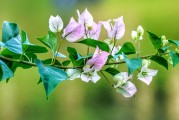 夢(mèng)中桐樹(shù)花開(kāi)，寓意何在？