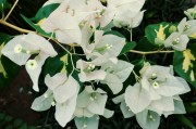 夢(mèng)中的花宴——一次奇妙的吃花之旅，夢(mèng)中的花宴，一次奇妙的吃花之旅