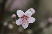 夢(mèng)中的荔枝之韻，夢(mèng)回荔枝之韻