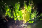 燕子翩飛入夢來——家中的溫馨與希望，燕子翩飛入夢來，家中的溫馨與希望