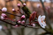 夢(mèng)中摘桃，味覺(jué)人生