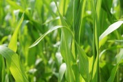美國(guó)作物帶降雨預(yù)報(bào)緩解產(chǎn)量擔(dān)憂，芝加哥大豆和玉米價(jià)格回落