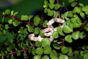 夢(mèng)到好多白菜，一場(chǎng)關(guān)于生活的啟示，夢(mèng)到繁盛的白菜，生活的啟示與隱喻