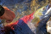 夢中魚影——釣魚魚跑的遐想，夢中魚影，釣魚與逃脫的遐想