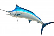 無(wú)限制的海洋冒險(xiǎn)，游戲釣魚免費(fèi)下載體驗(yàn)，無(wú)盡海洋，魚類垂釣樂(lè)趣無(wú)窮！輕松下載并享受游戲捕魚的樂(lè)趣