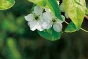 夢(mèng)中的兒子，心靈的牽掛，夢(mèng)中的兒子，心靈的永恒牽掛