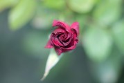 夢中見證友情之花——我的朋友結(jié)婚之夢，夢中見證友情之花，我的朋友婚禮之夢