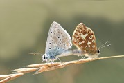 女人夢到動物，解讀夢境中的神秘信號，女人夢到動物，解讀夢境中的神秘信號