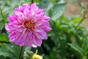 夢(mèng)中花開(kāi)花落，探尋心靈之境